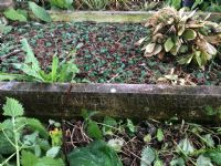 Elizabeth Fewtrell gravestone &copy;clow